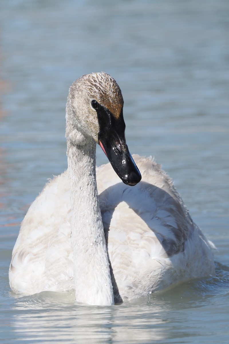 Trumpeter Swan - Tony Battiste