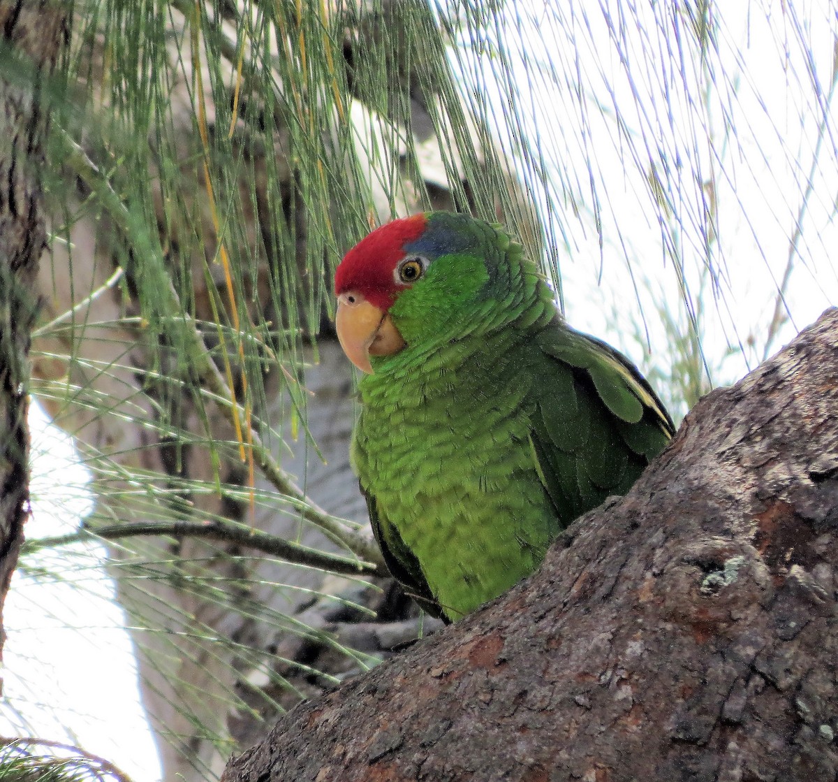 Red-crowned Parrot - ML54063151