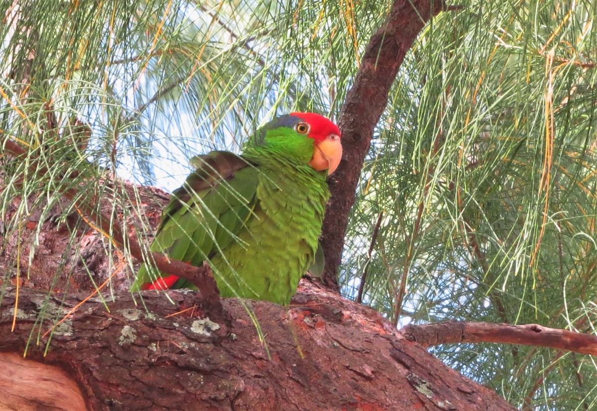 Red-crowned Parrot - ML54063181