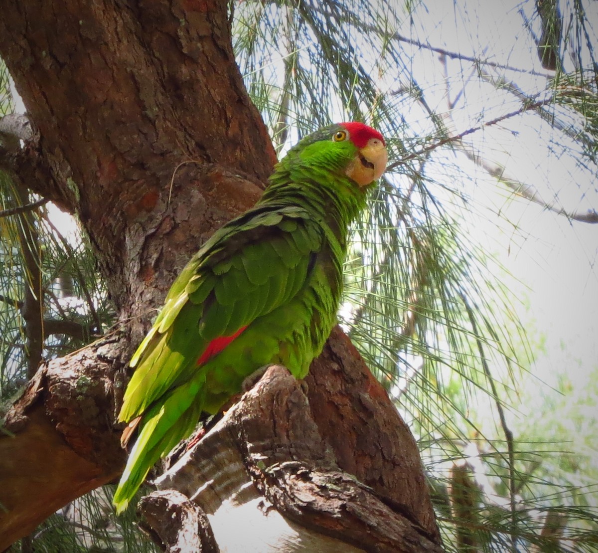 Red-crowned Parrot - ML54063211