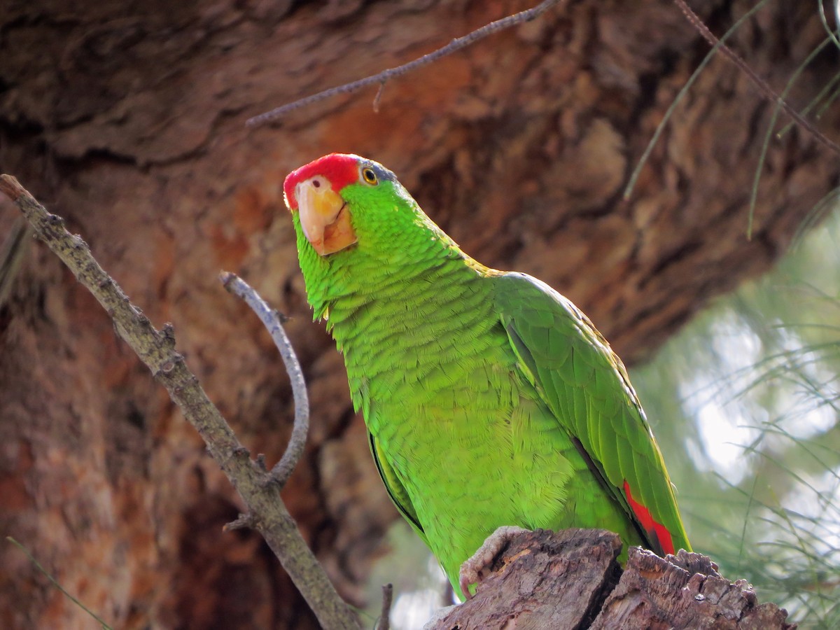 Red-crowned Parrot - ML54063271