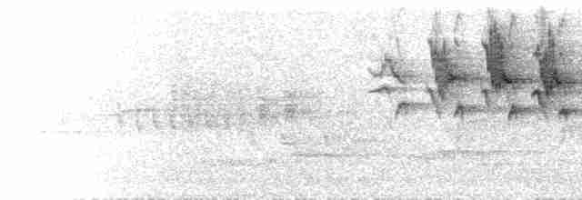  - Semicollared Flycatcher