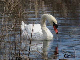 Mute Swan, ML54063311