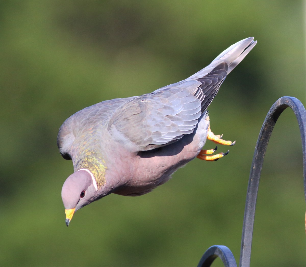 Band-tailed Pigeon - ML54063411