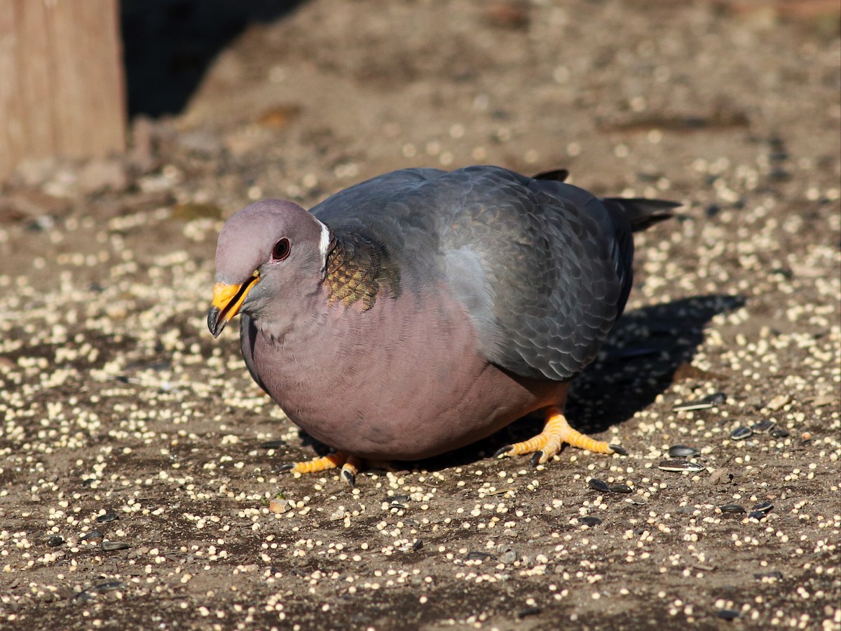 Band-tailed Pigeon - ML54063421