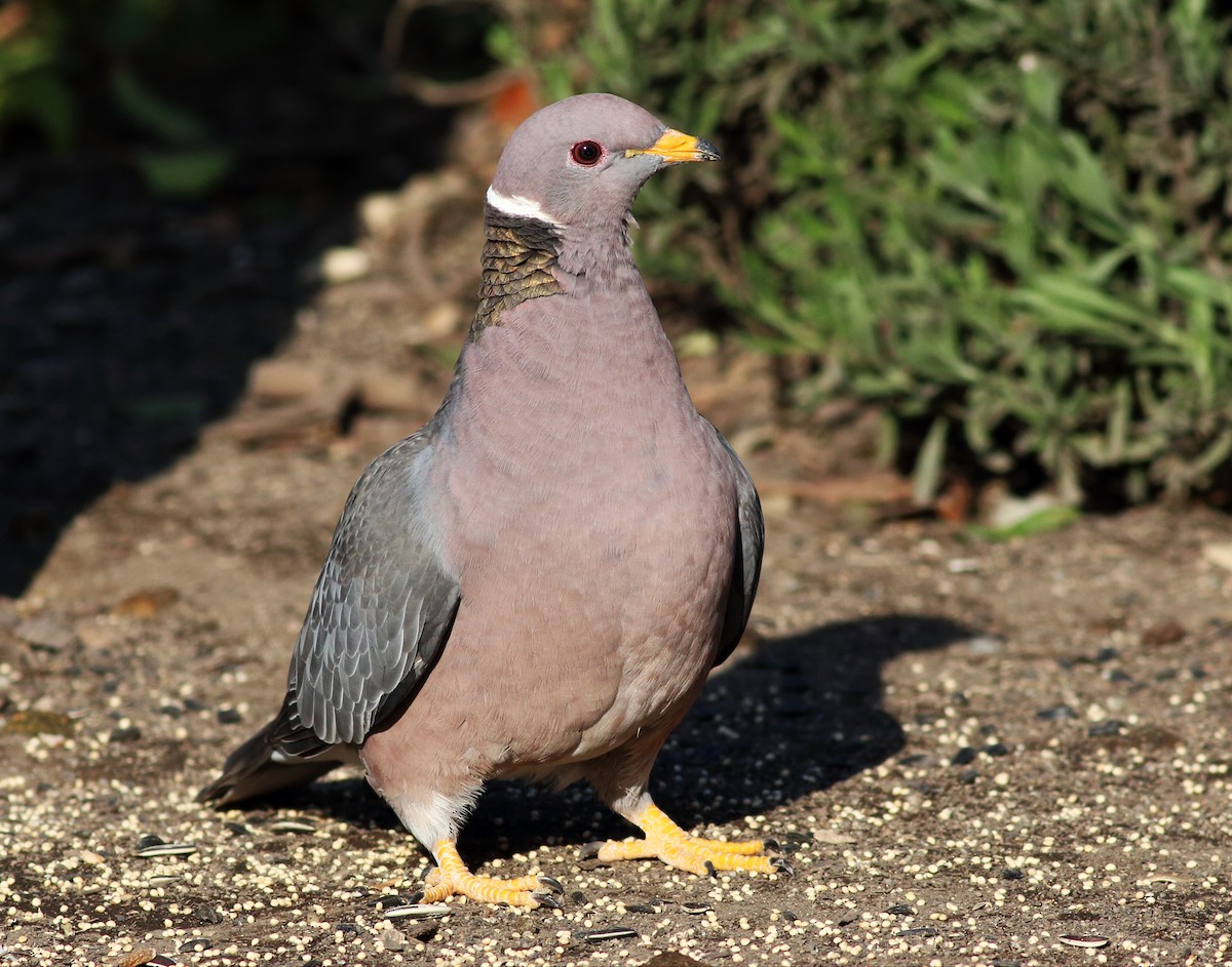 Band-tailed Pigeon - Paul Fenwick
