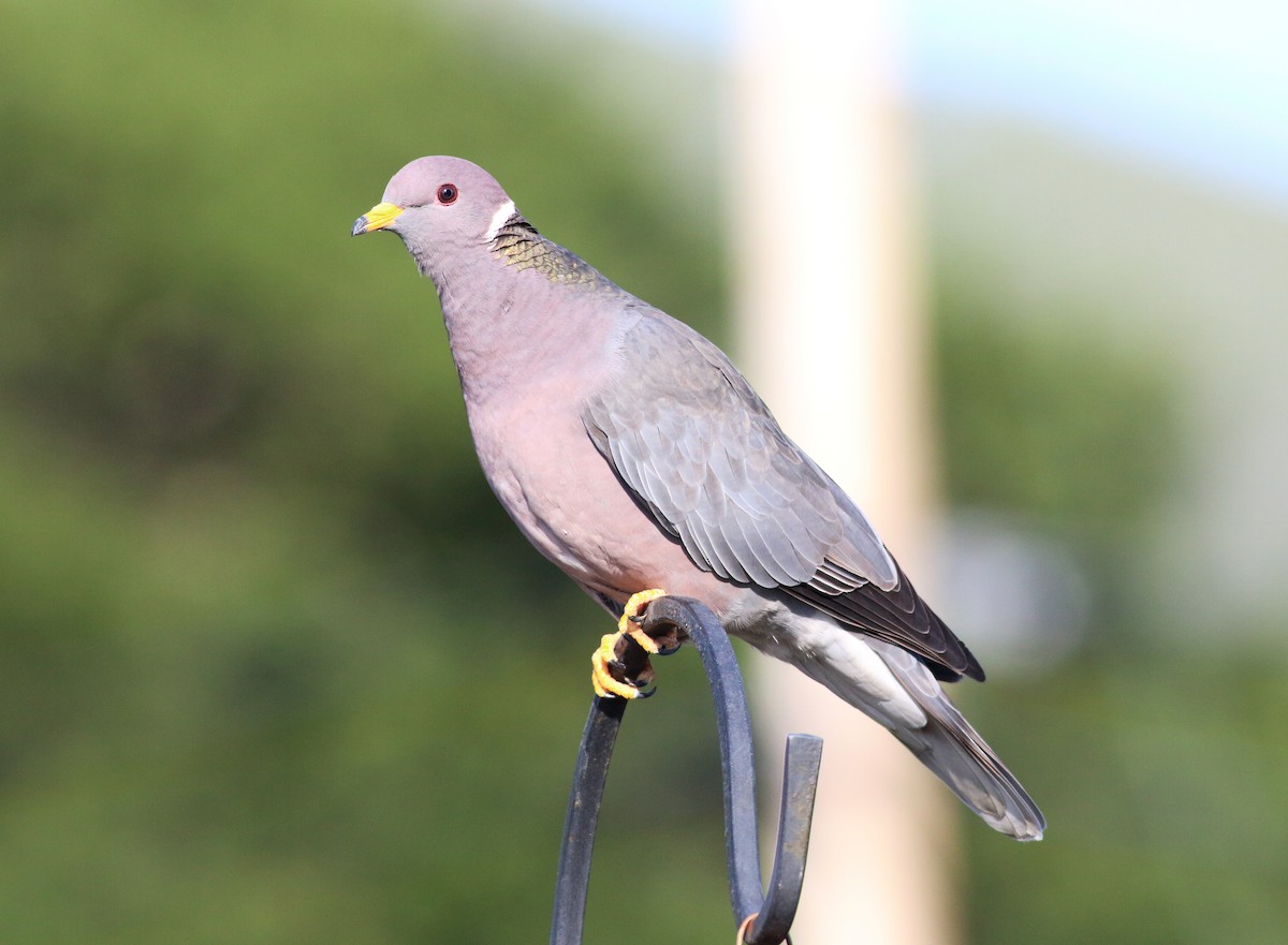 Band-tailed Pigeon - ML54063521