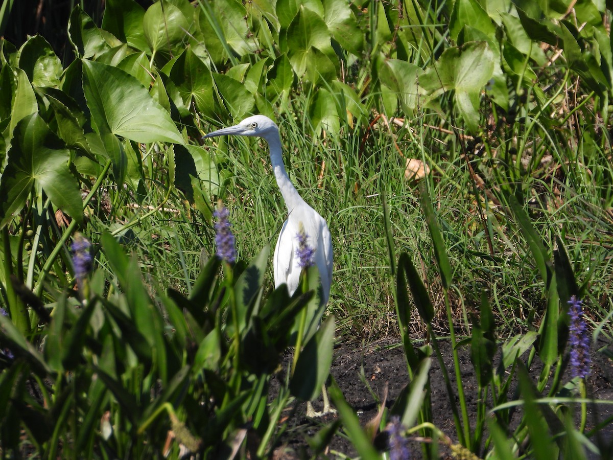 eBird Checklist 28 Feb 2023 Holey Land WMA (Palm Beach County) 24