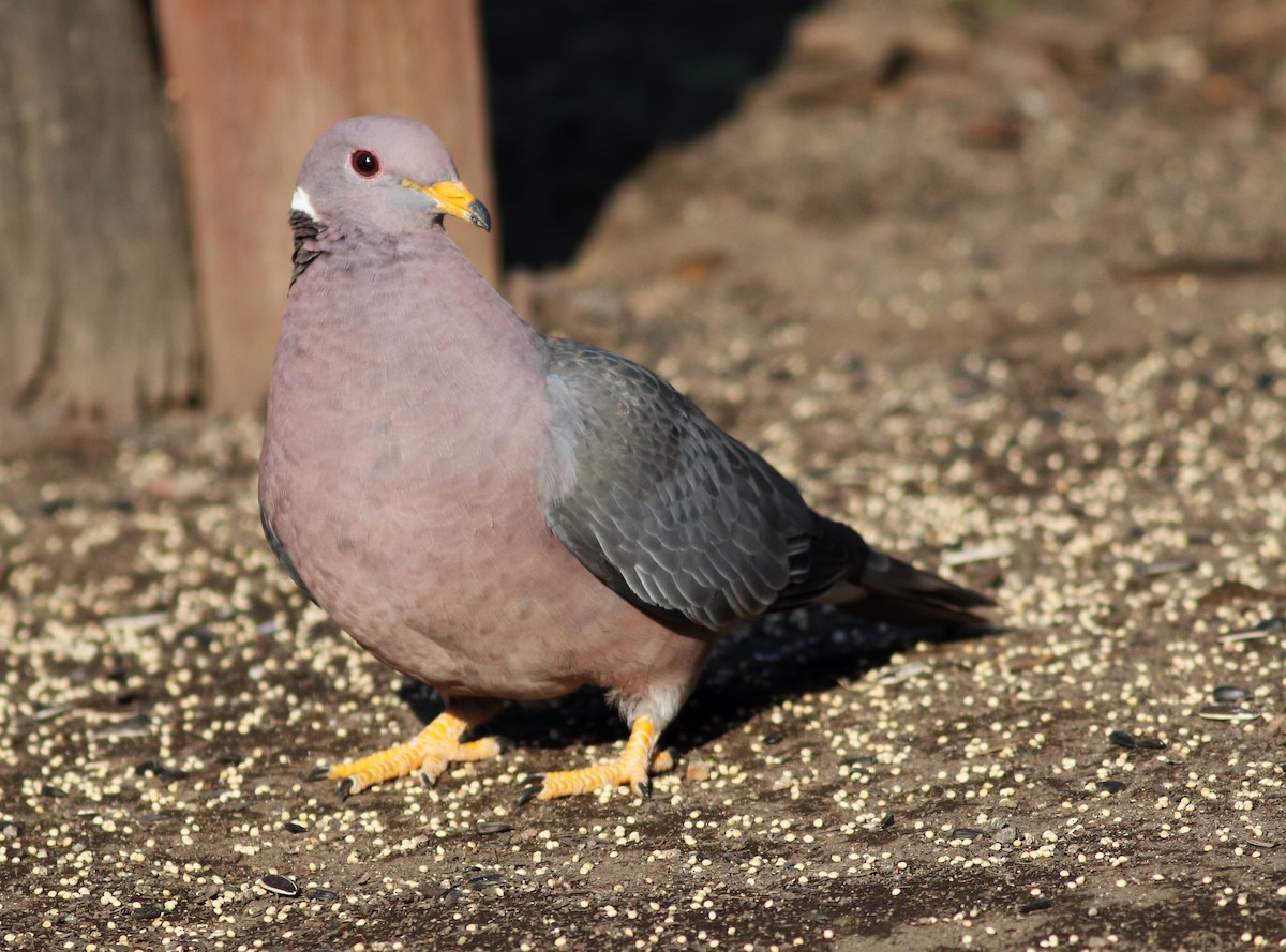 Band-tailed Pigeon - ML54063551