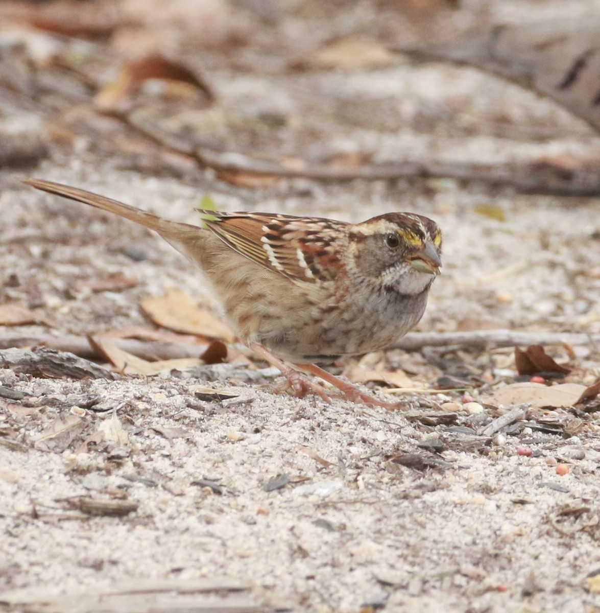 White-throated Sparrow - ML540638581