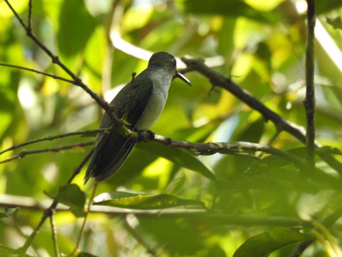 Olive-spotted Hummingbird - Francisco Javier Alonso Acero  (Hotel Malokamazonas)