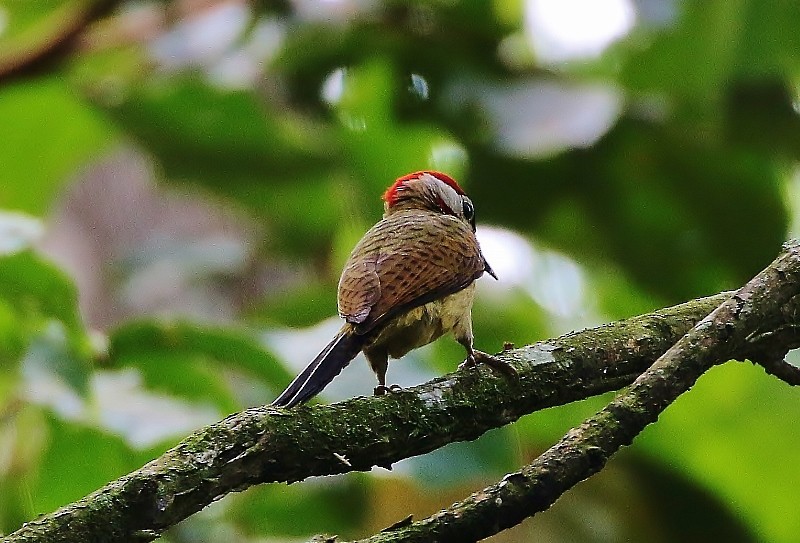 Spot-breasted Woodpecker - Margareta Wieser
