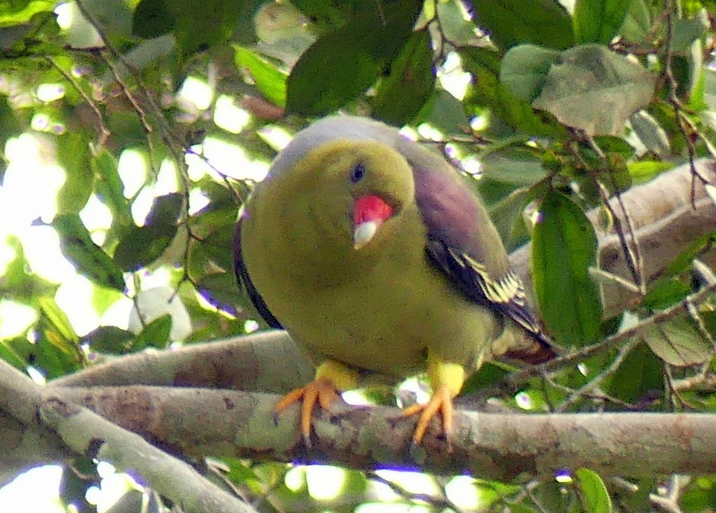 African Green-Pigeon - ML540645721