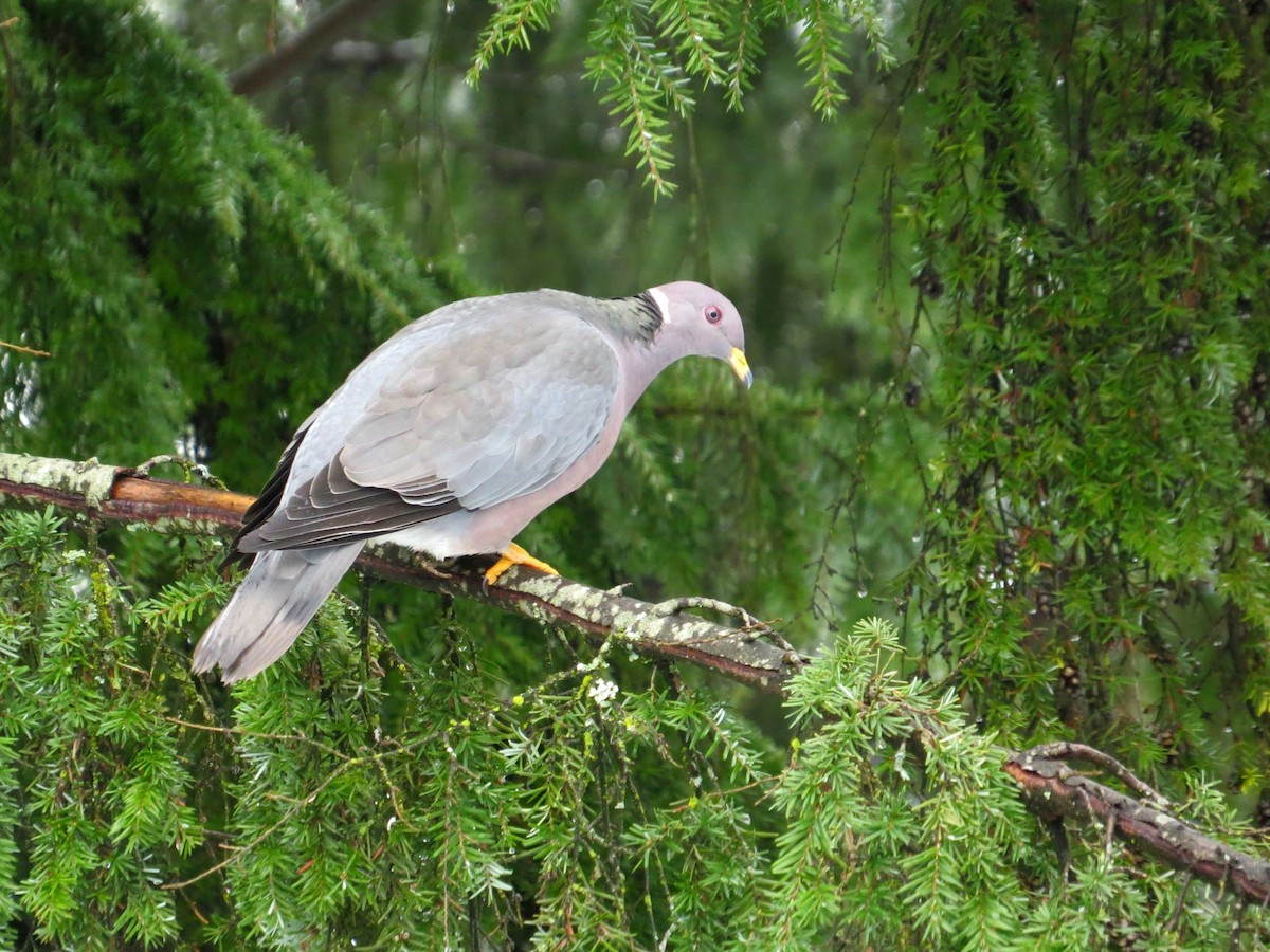 Band-tailed Pigeon - ML540645761