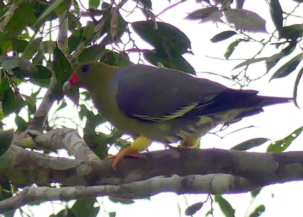 African Green-Pigeon - ML540646131