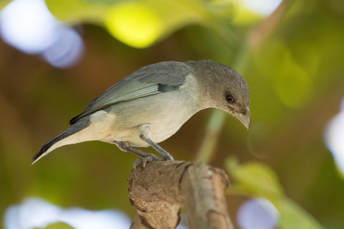 Glaucous Tanager - ML540647841