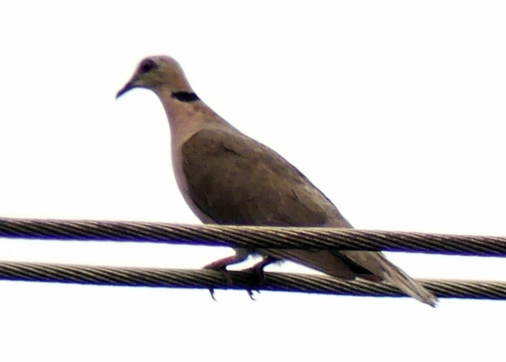 Red-eyed Dove - ML540647971