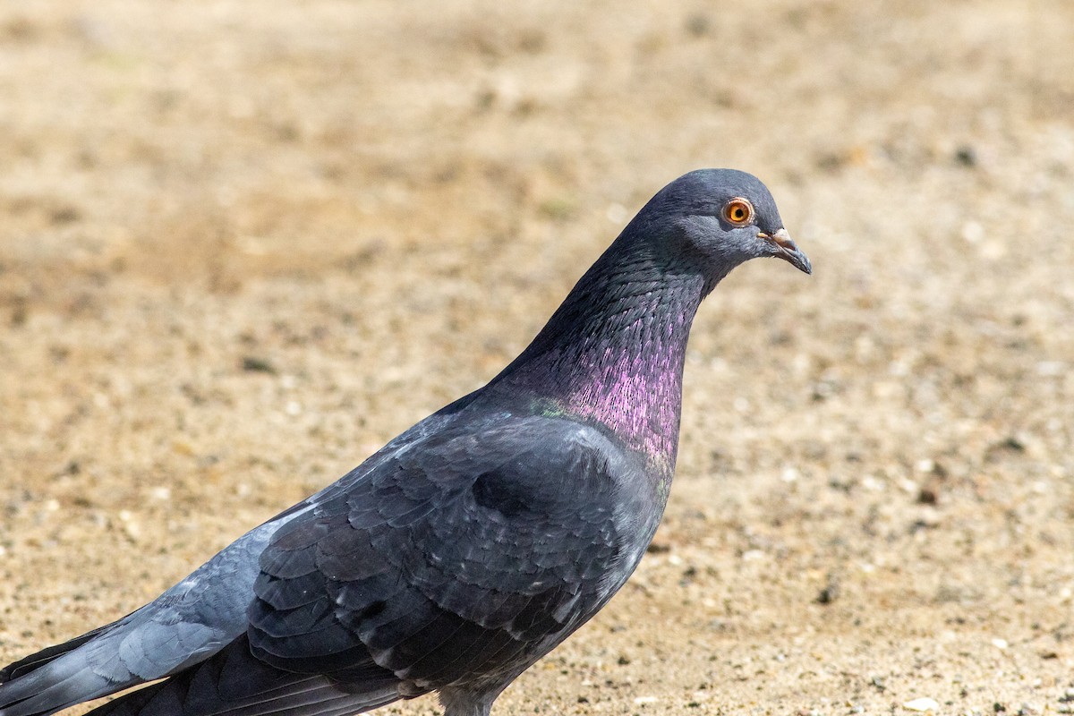 Rock Pigeon (Feral Pigeon) - ML540649901