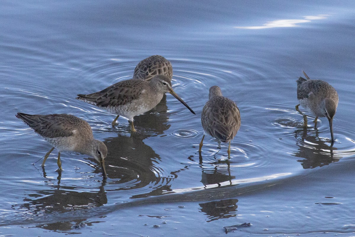 Long-billed Dowitcher - ML540650491