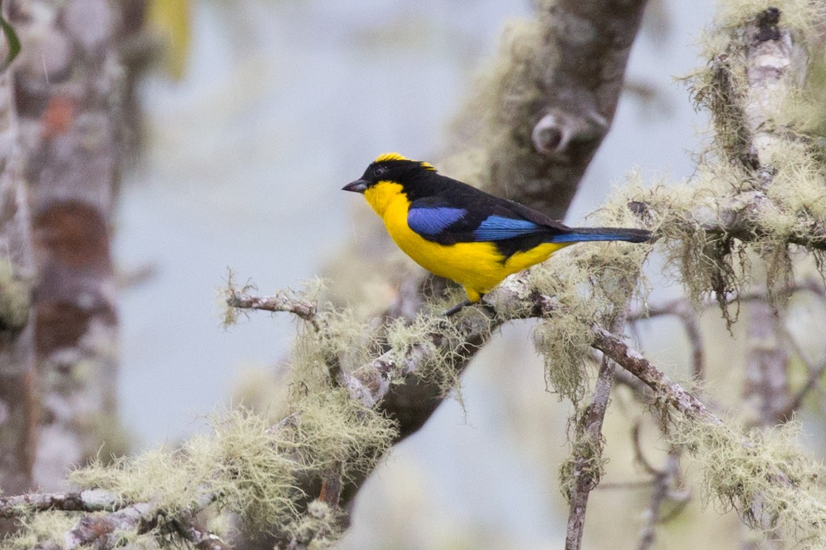 Blue-winged Mountain Tanager - ML54065491
