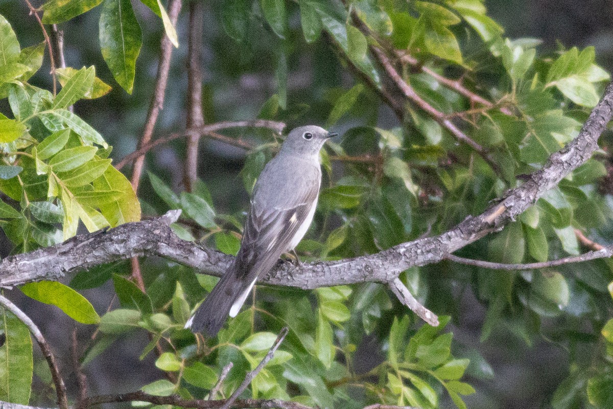 Townsend's Solitaire - ML540662051