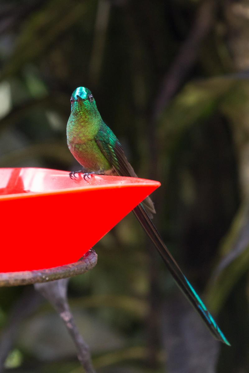 Long-tailed Sylph - ML54066351
