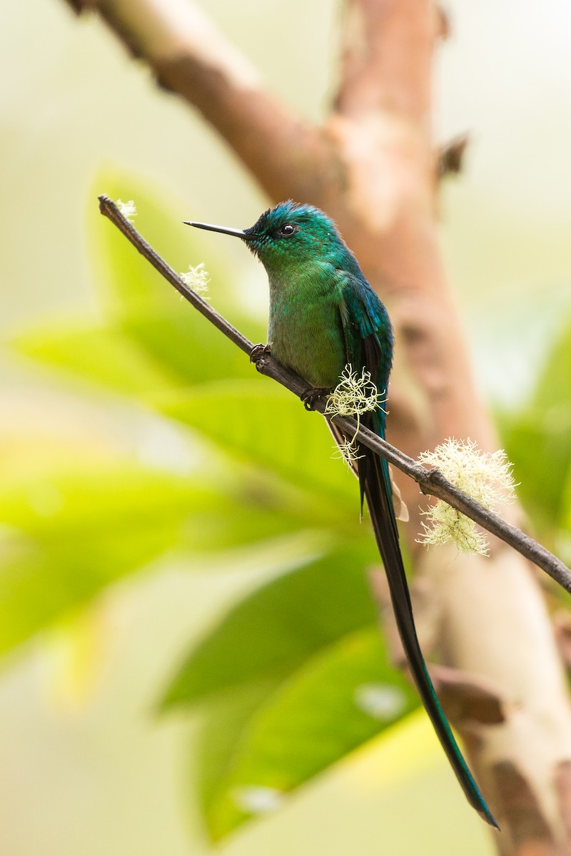 Long-tailed Sylph - ML54066361