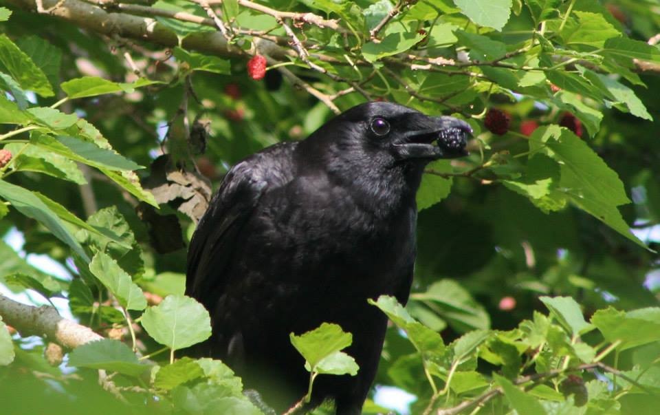 American Crow - Ned Coleman