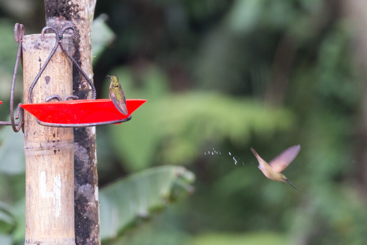 hummingbird sp. - ML54066571