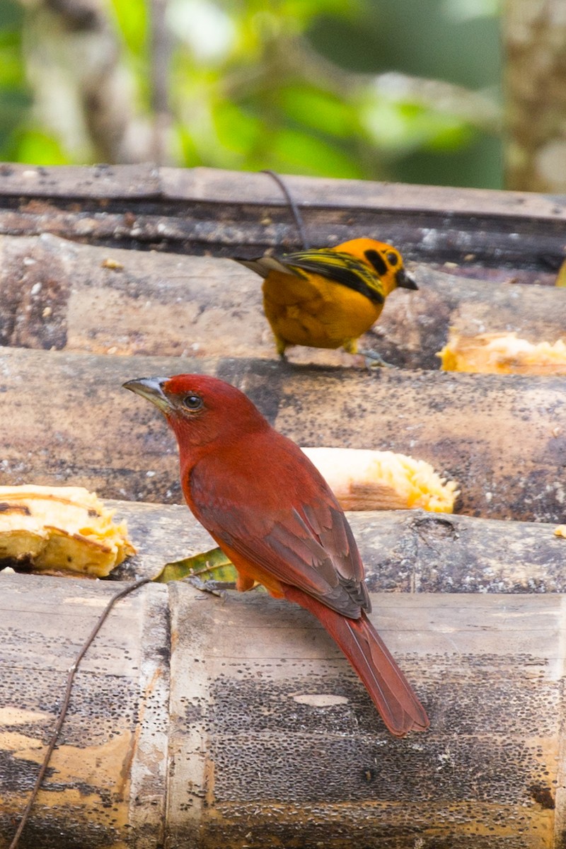 Hepatic Tanager - ML54066751