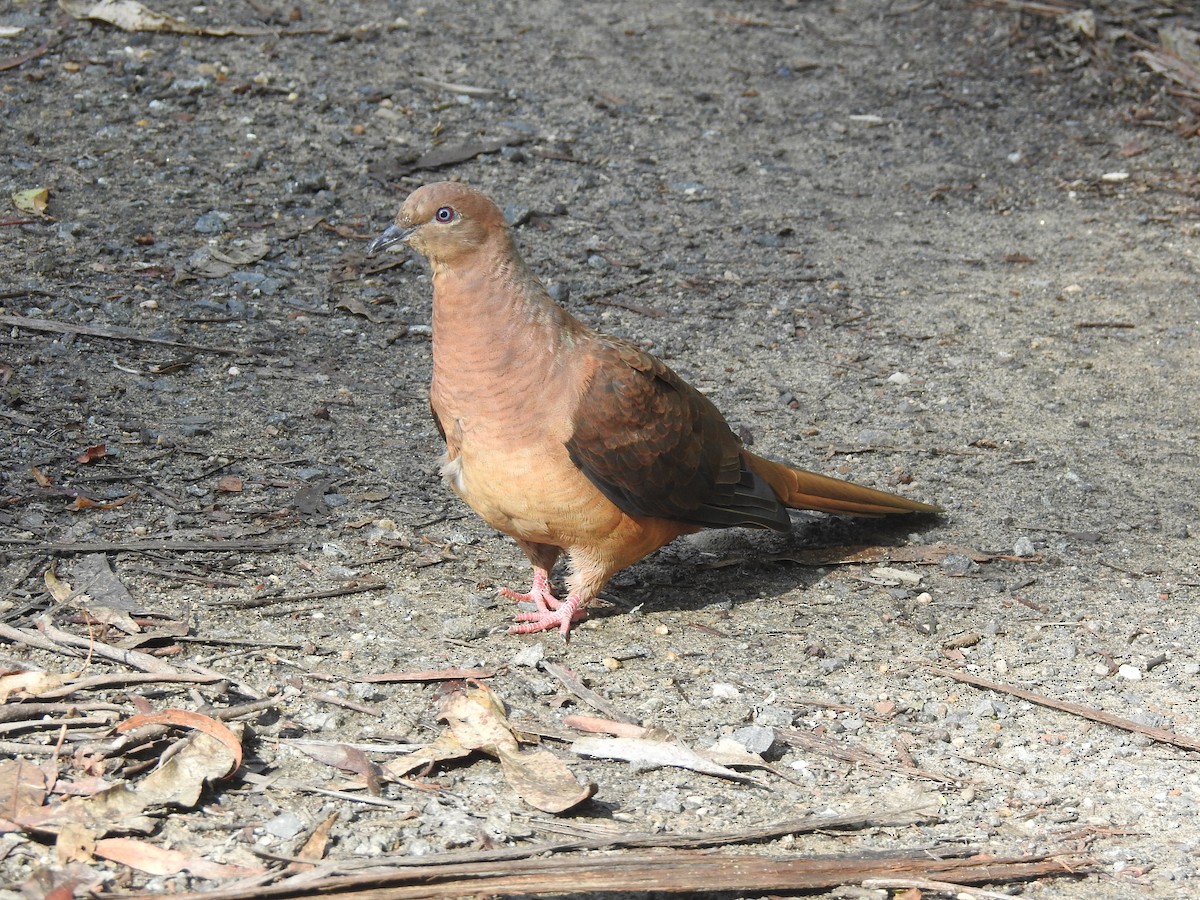 Brown Cuckoo-Dove - ML540667871