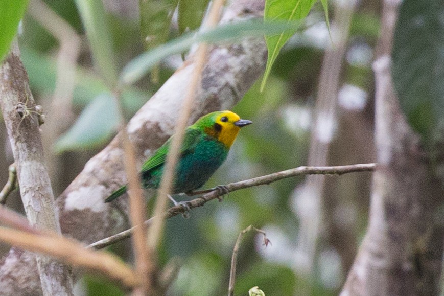Multicolored Tanager - ML54067001