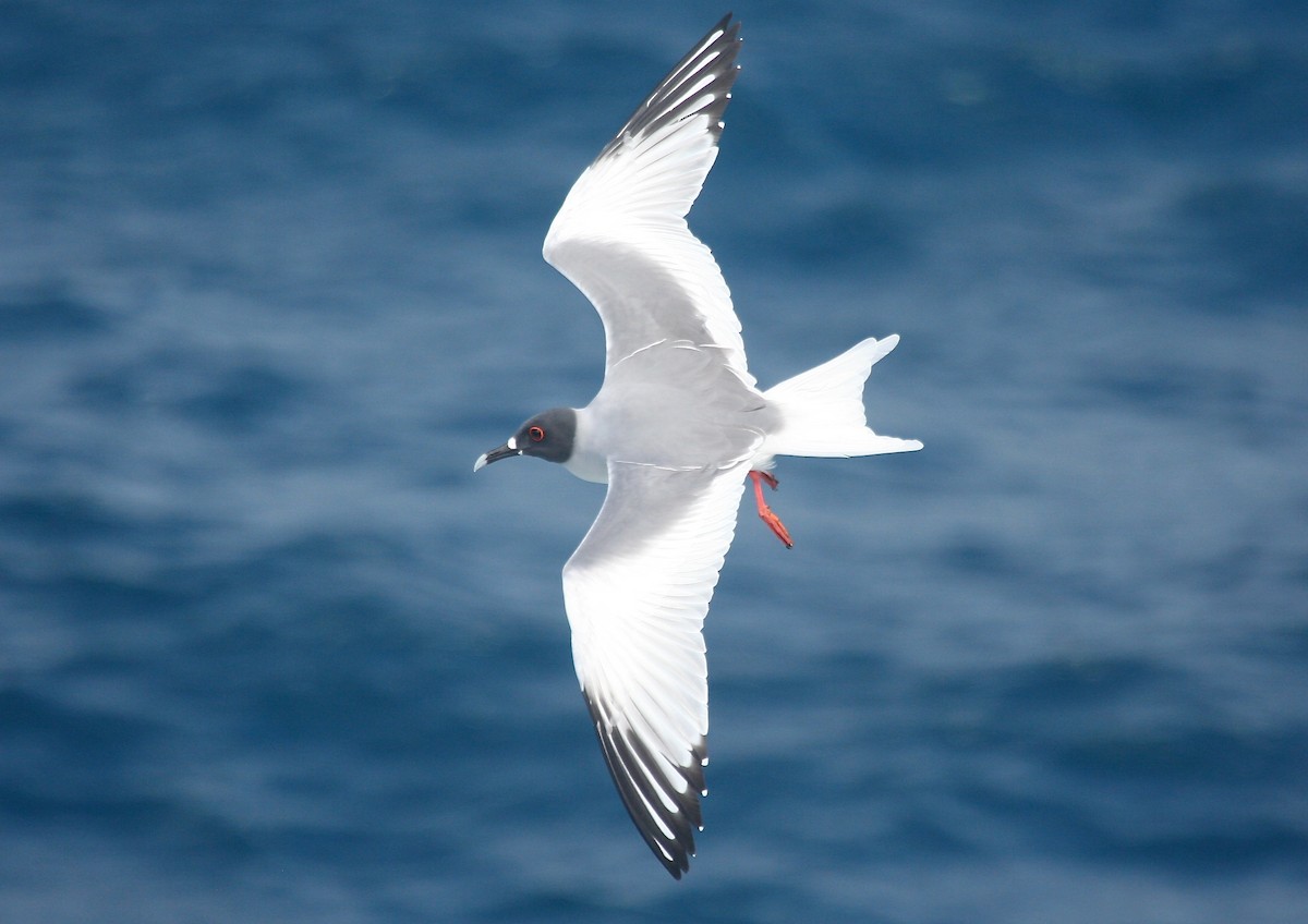 Swallow-tailed Gull - Gil Ewing