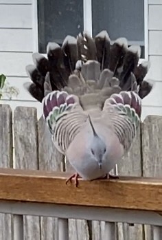 Crested Pigeon - ML540677231