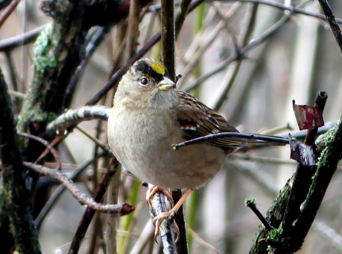 Golden-crowned Sparrow - ML540679971