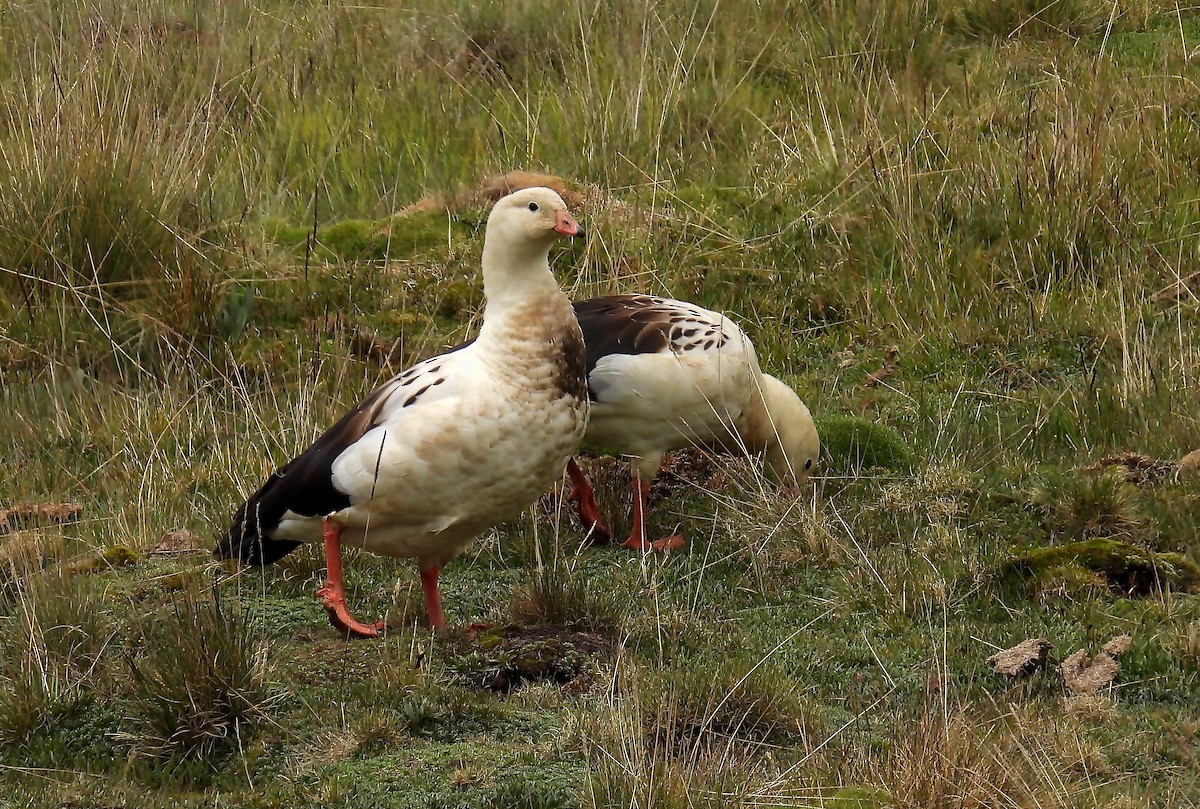 Andean Goose - ML540680261