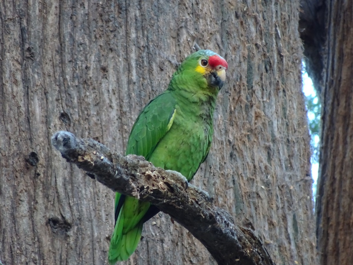Red-lored Parrot - ML540680581