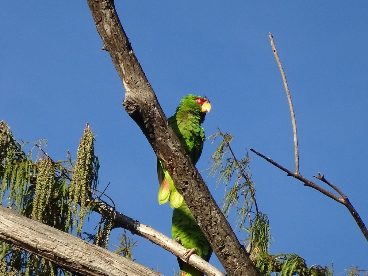 White-fronted Parrot - ML540681051