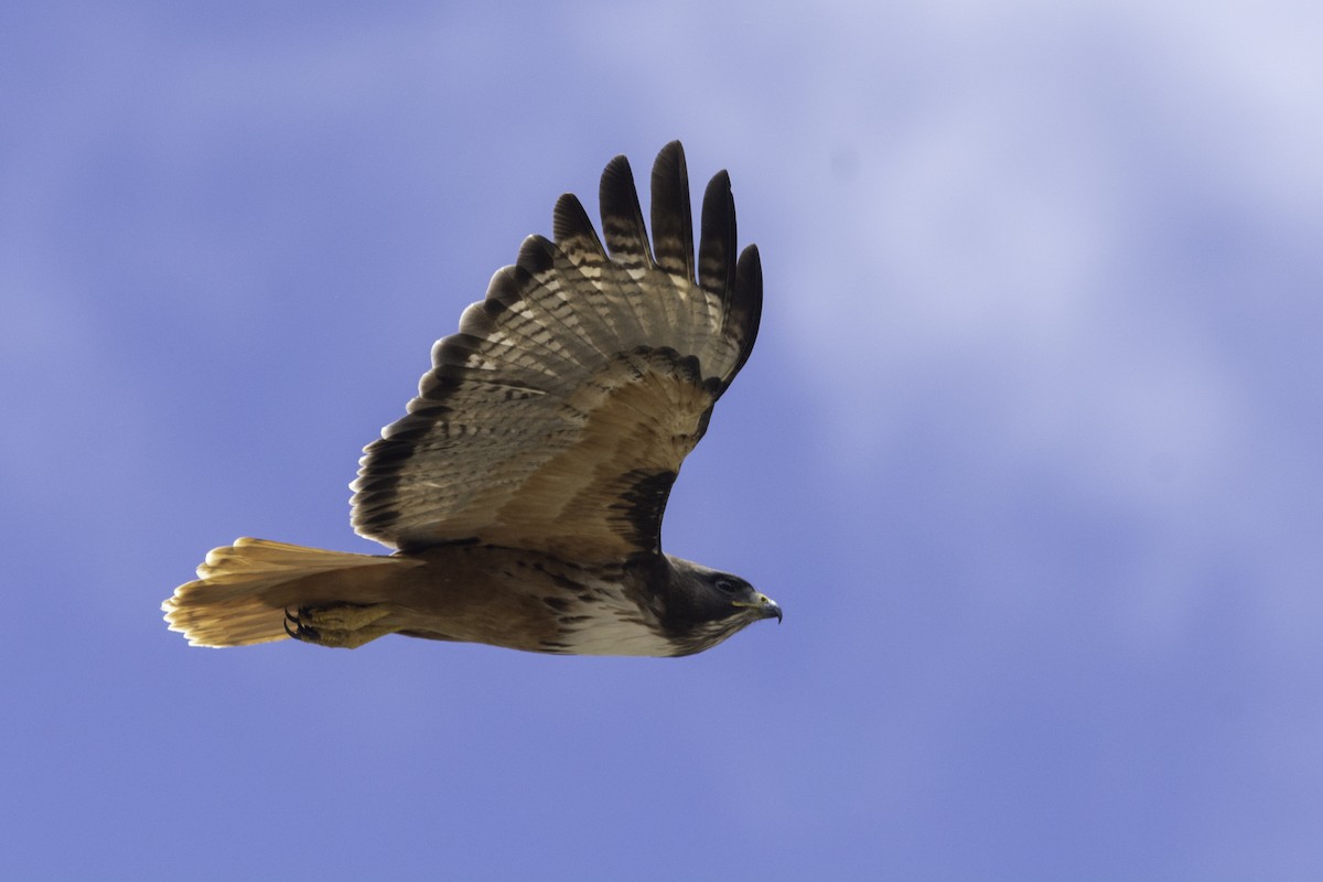 Red-tailed Hawk (costaricensis) - ML540681651