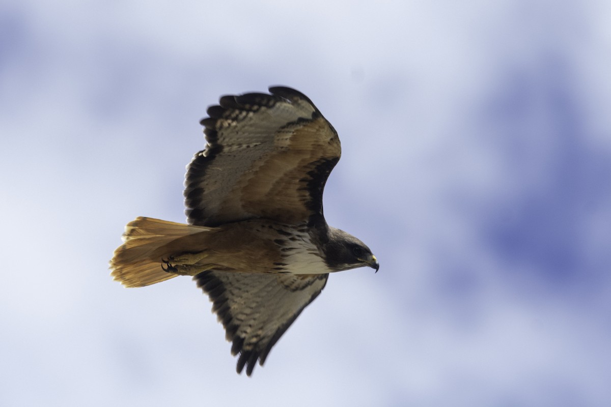 Red-tailed Hawk (costaricensis) - ML540681681