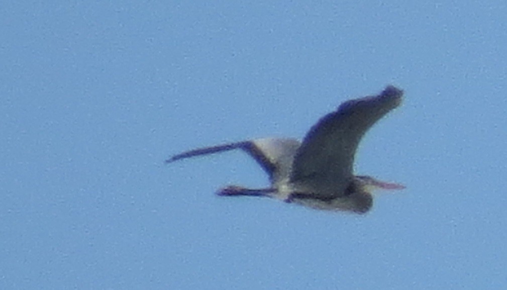 Great Blue Heron - mc coburn