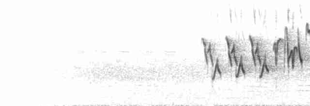  - Olive-backed Pipit