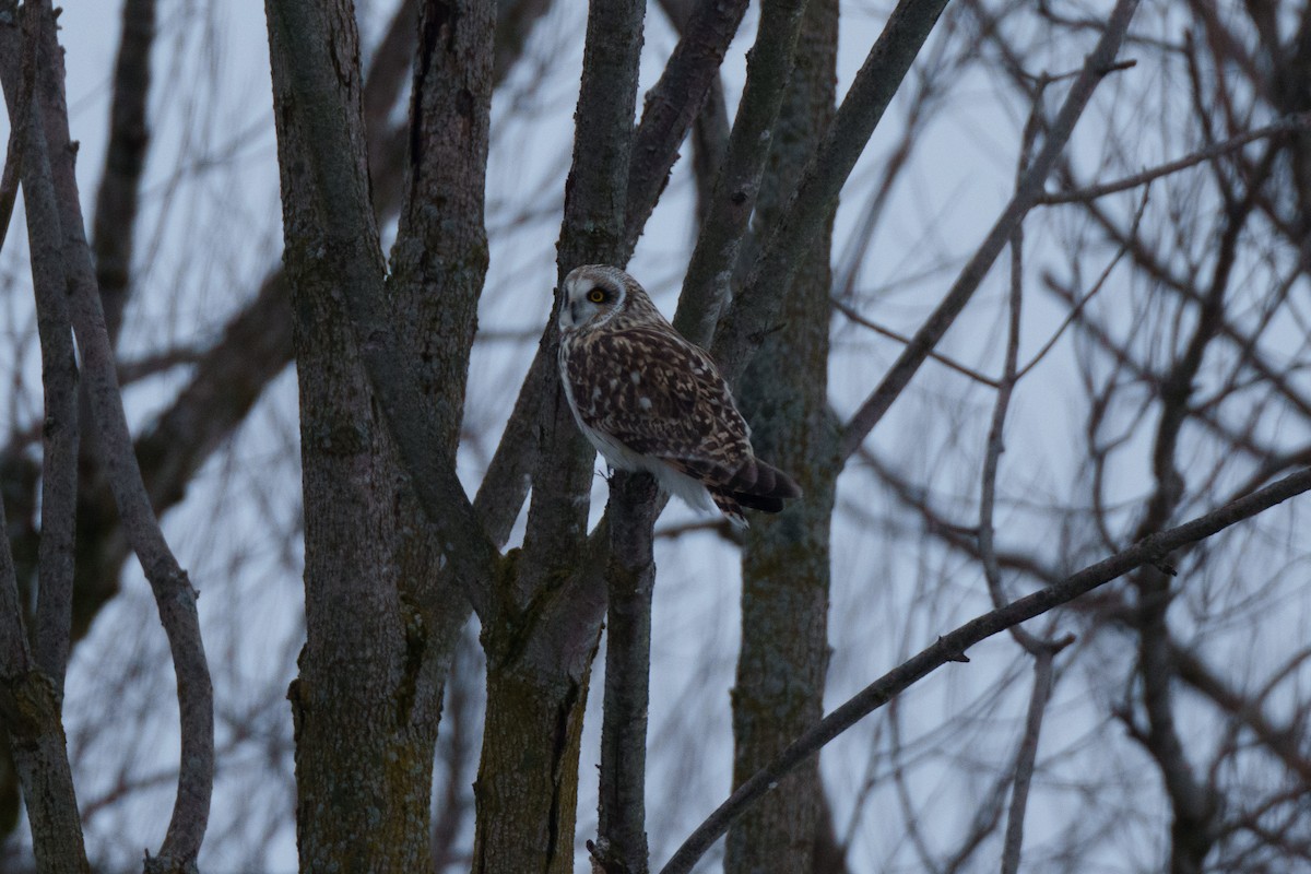 Short-eared Owl - ML540689981