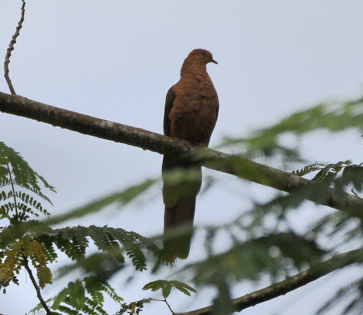 Philippine Cuckoo-Dove - Ian Gardner