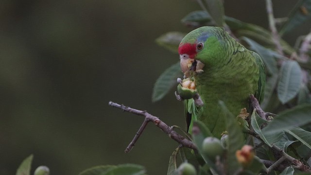 Red-crowned Parrot - ML540695701