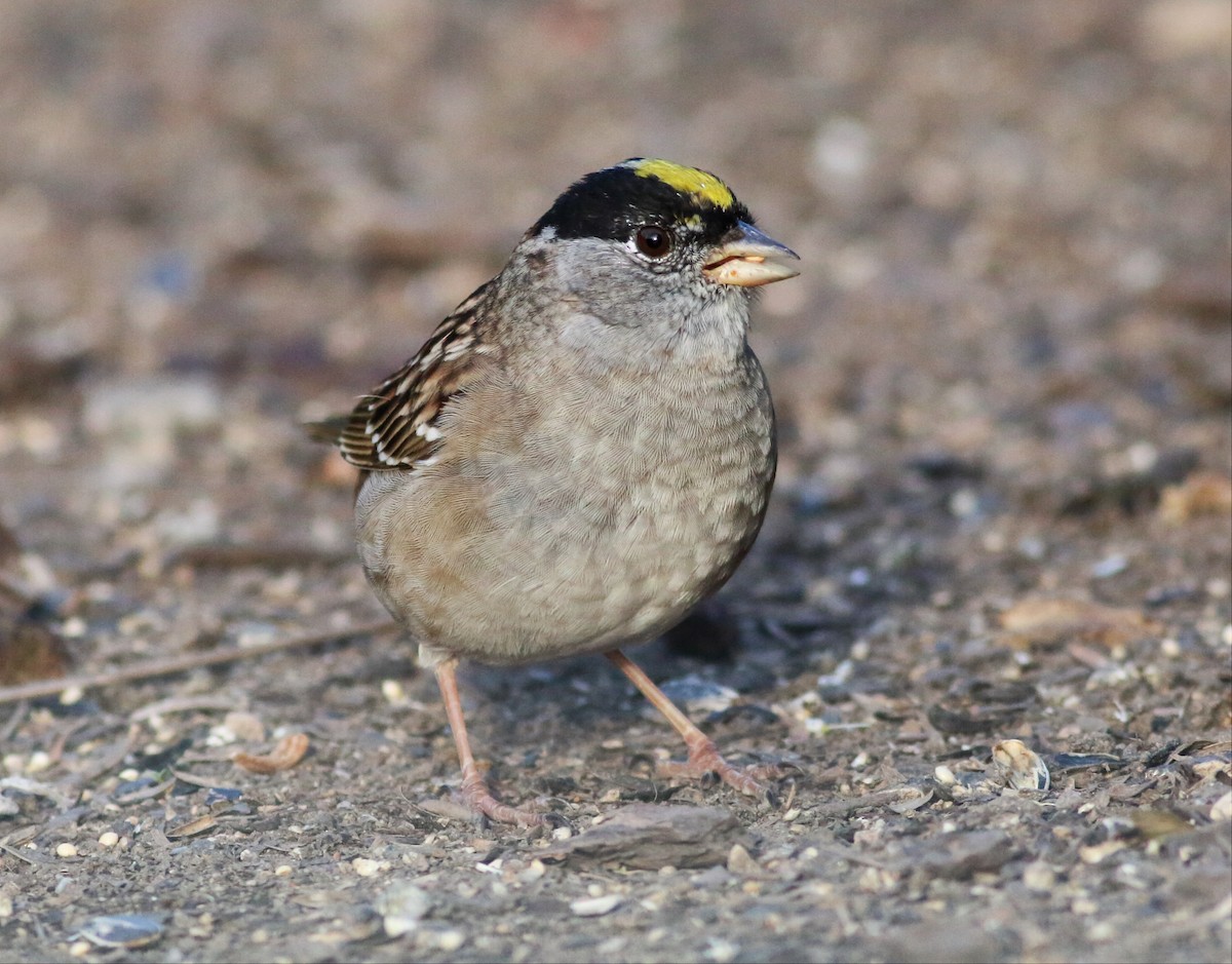 Golden-crowned Sparrow - ML54069581