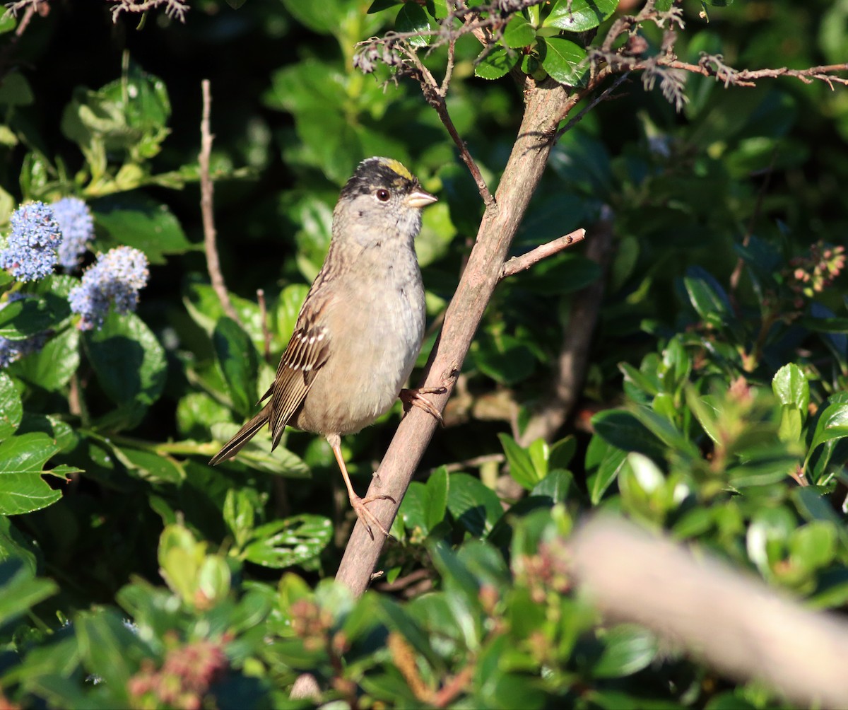 Golden-crowned Sparrow - ML54069591