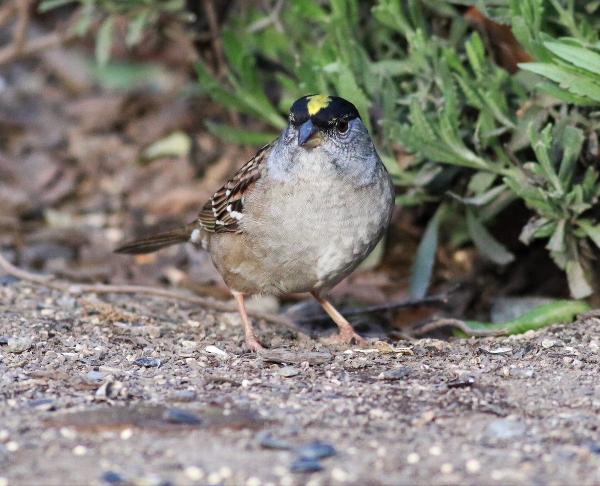 Golden-crowned Sparrow - ML54069601