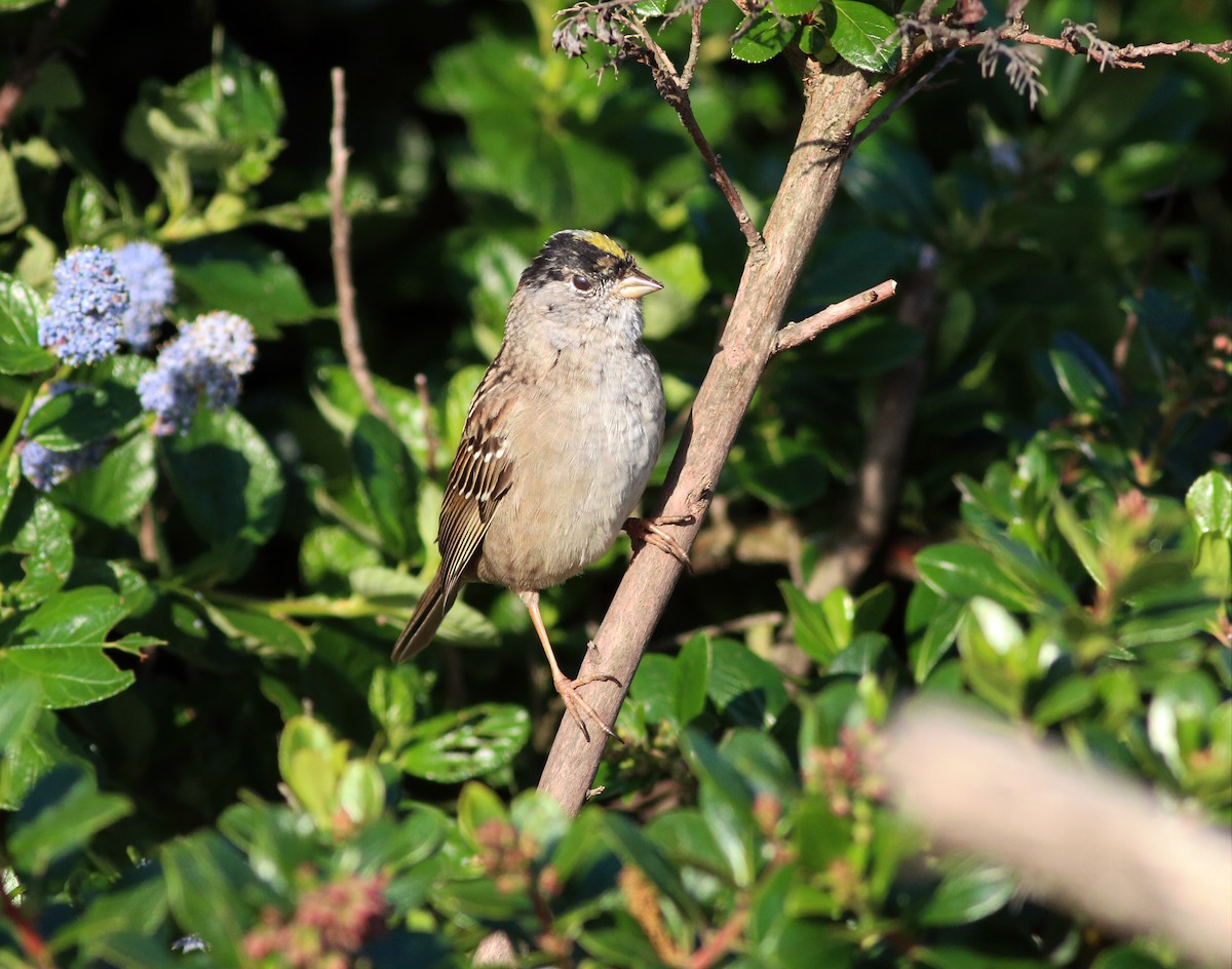 Golden-crowned Sparrow - ML54069611