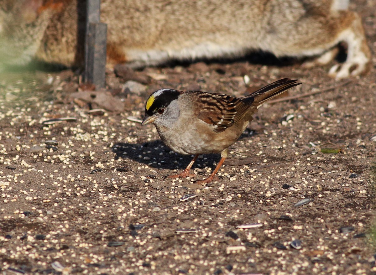 Golden-crowned Sparrow - ML54069631